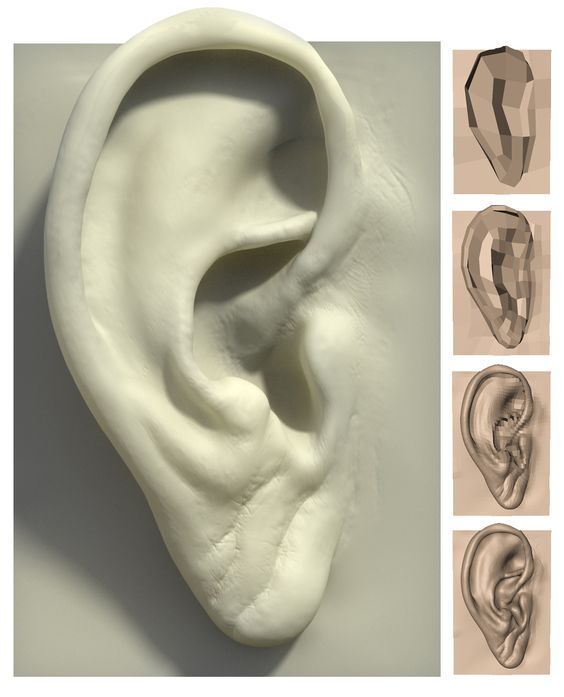 anatoref:  EarsTop ImageRow 2Row 3 &amp; 4 (Right)Row 4 (Left) 