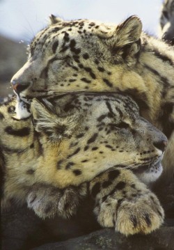 bigcatkingdom:  (via 500px / Lean on me by