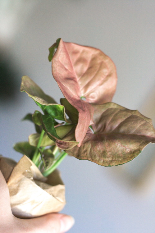 Close-ups of some of my recent additions. I love big plants but sometimes seeing your own baby plant