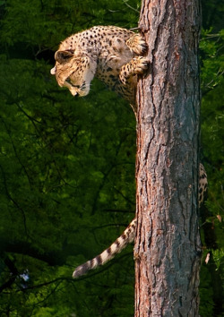 cute-dangerous:  Someone should tell him that Cheetahs can’t do that…