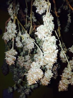 https://64.media.tumblr.com/43e45f0d46ab17bc9793abab8dea2d57/tumblr_ndbamdyFyd1r7hezjo1_500.jpg