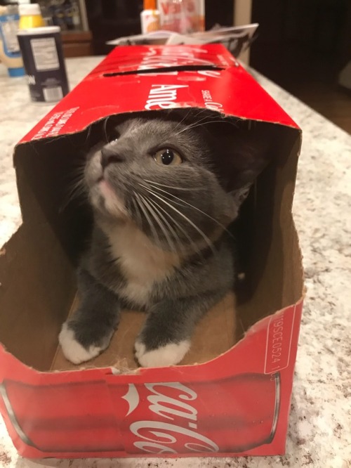 paranormalmermaid:She thinks she’s a soda