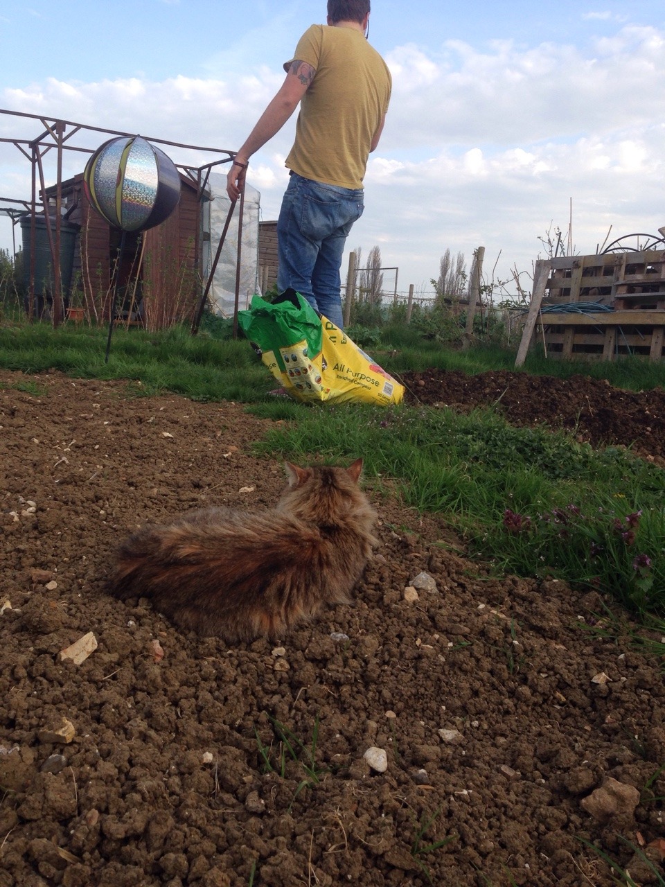 kitty-in-training:  The ‘feral’ cat that lives on the allotments has taken up