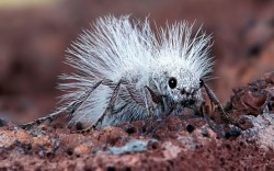 ronbeckdesigns:  Thistledown Velvet Ant | source unknown