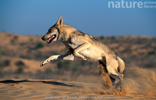 sisterofthewolves:Picture by Roland SeitreArabian wolf (Canis lupus arabs) leaping. This subspecies 