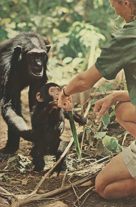 Little Flint Introduces Himself, But Mother Flo Keeps A Protective Hold Around His Waist. Jane Goodall