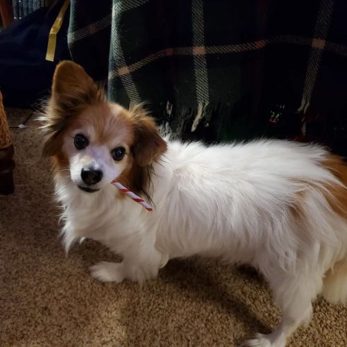 Merry Pup-mas ! From papillon Buttons and his little ,(but beefier), French bulldog brother, Charlie