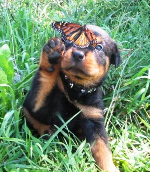 Porn photo thecutestofthecute:  Dogs with butterflies ehe