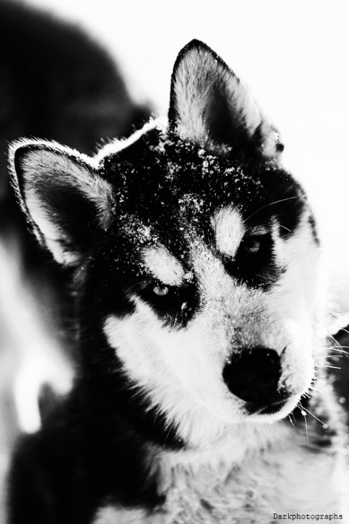 darkphotographs:    Dark  