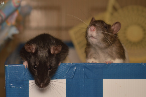 3milysratsagain:  I’m attempting to figure out how to use my flash with my corflute diffuser &