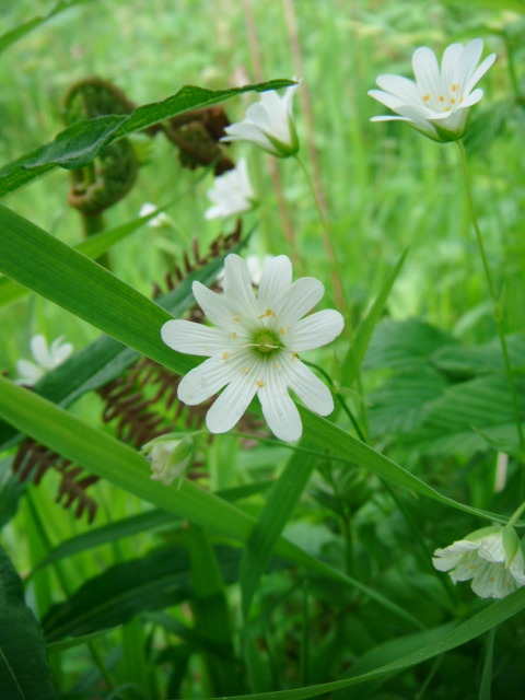 Greater stitchwort (Stellaria holostea)