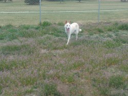 My dog in a pretty field of purple flowers.