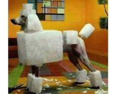 So there is a trend in Japan to shave dogs&rsquo; fur into cubes&hellip;