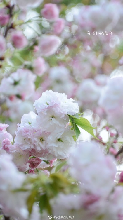 cherry blossoms by 爱植物的梨子