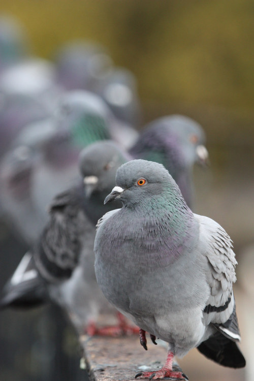 Rock Dove (Columba livia)© John Queen