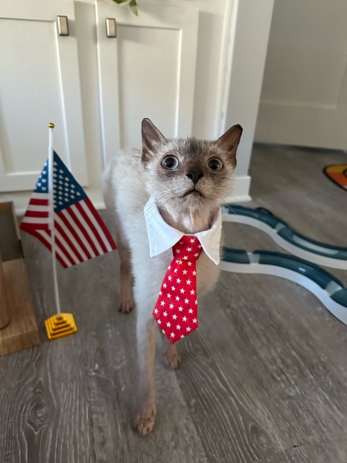 Is Pickles Old Enough In Cat Years To Be Eligible To Run For President