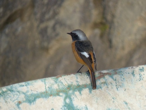 Daurian redstart  ジョウビタキTown Birds ～ 街の鳥 ArchiveTown Sparrow ～ 街のすずめ　Archive