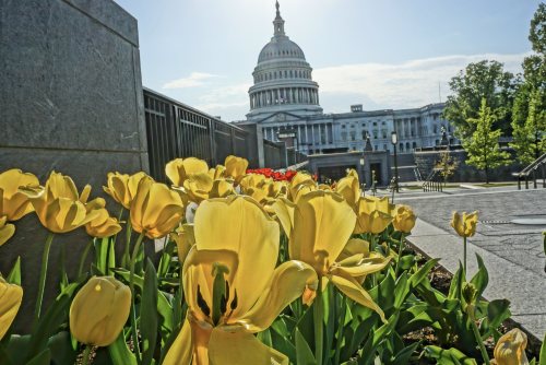 Washington D.C. - USA (by Andrew Dallos) 