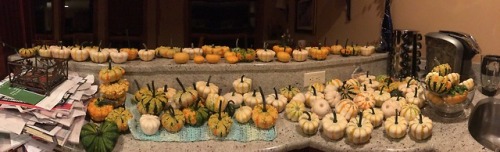 shitty-check-please-aus: spoonslots: shitty-check-please-aus: here are all 114 of the pumpkins/squas