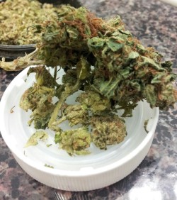 quinn-silversmith:  Purple kush on top, Tuna