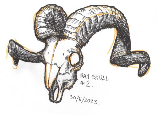 Ram Skull Study 2