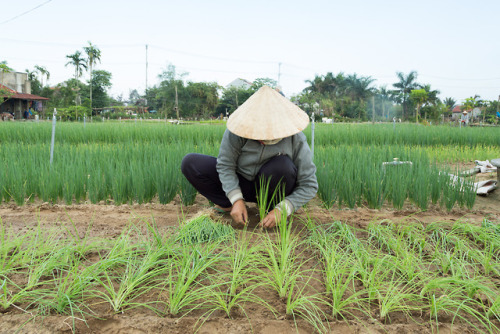 Tra Que Organic Farm Location: Hoi An, VietnamBy Chopt Creative Director Julia ShermanI like to desc