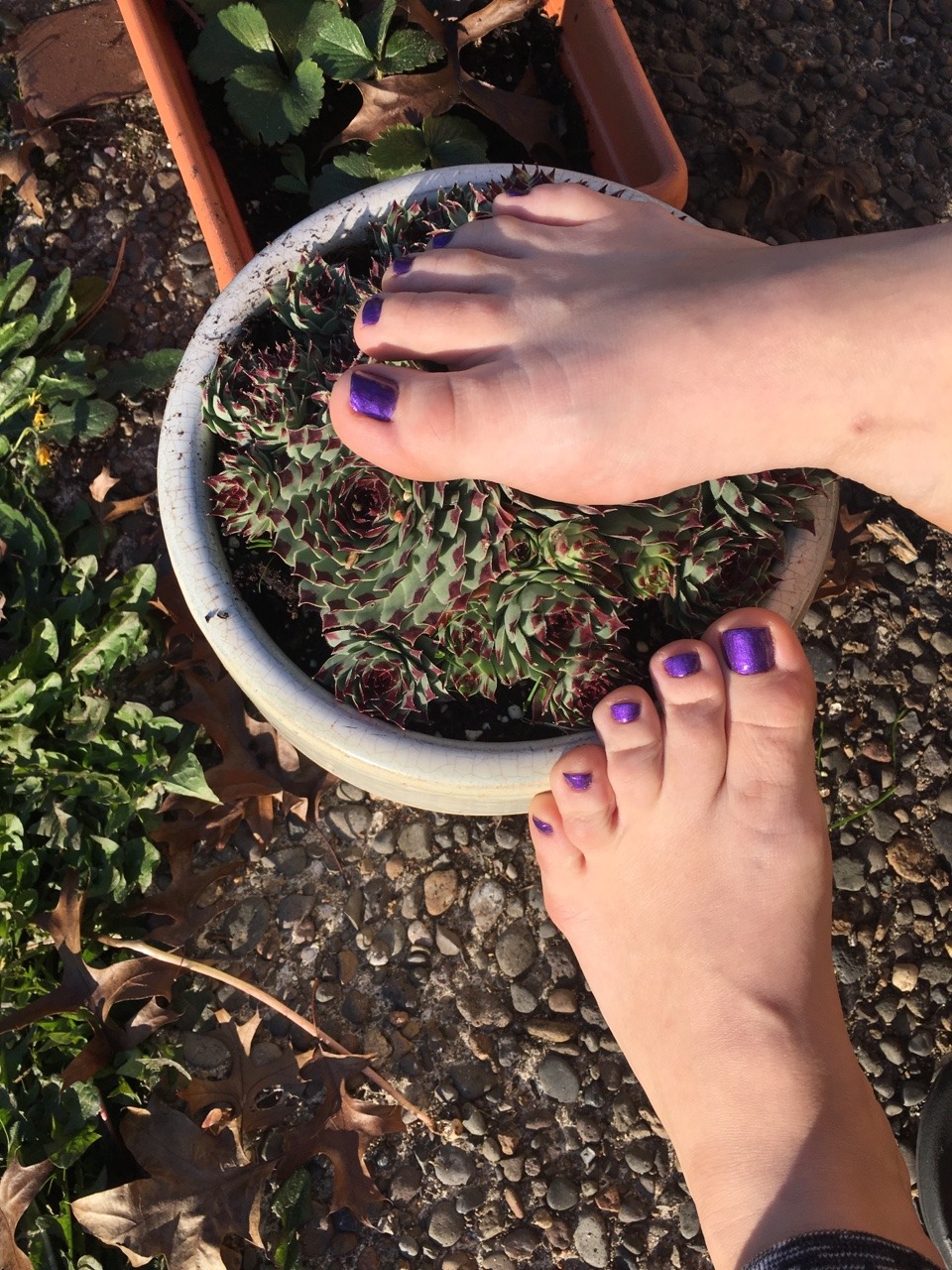 misstinytoes23:  Purple toes 💜 I put too many layers though and ended up scraping