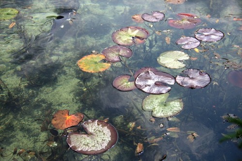 redlipstickresurrected:Yuunasara aka Sarayuna (Japanese, Japan) - 名もなき池 (Nameless Pond) aka Monet’s 