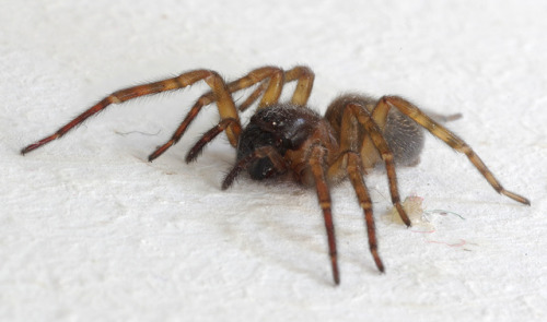 A lace-webbed spider - Amaurobius similis - a common kind of house spider that specialises in webbin