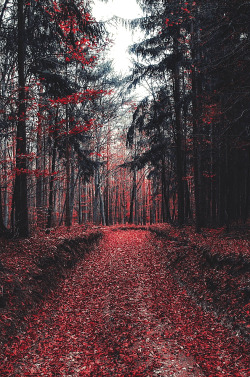 wavemotions:Woodland by András Sümegi