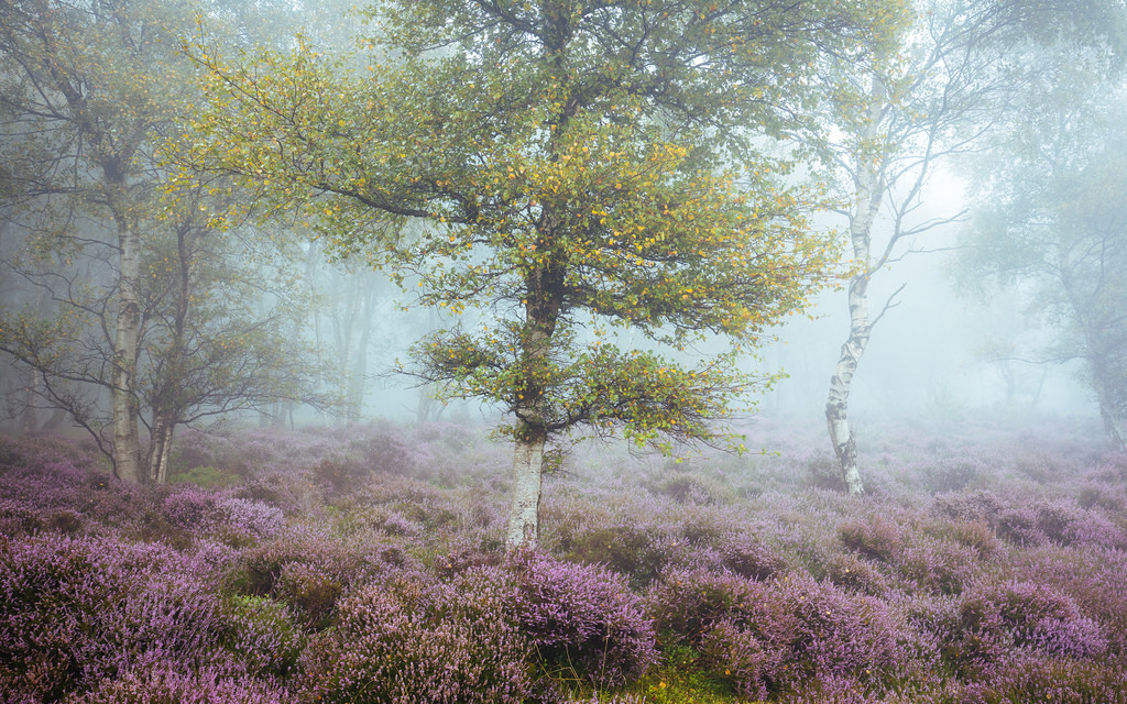 90377:  Dreamy Stanton by James Mills  
