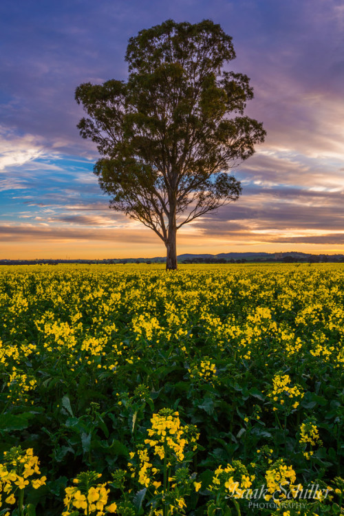 Porn photo radivs:  'Canola Blossom' by Isaak Schiller