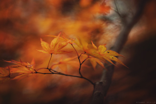 drxgonfly: Autumn Awaits (by Tammy Schild)