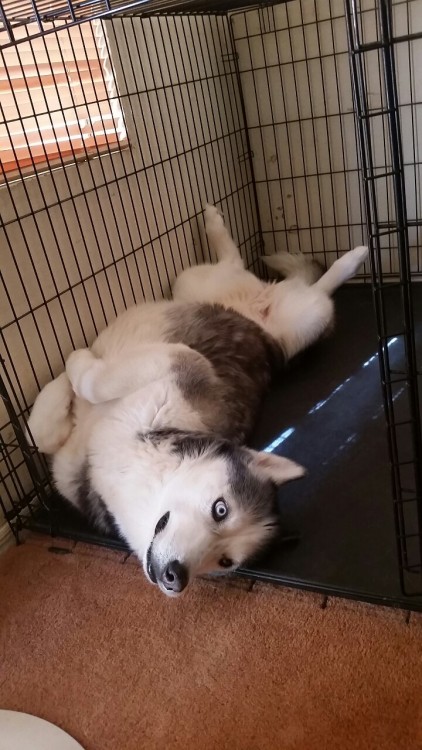 6woofs: She was comfy. (Please excuse the chinchilla damage to the wall behind her).