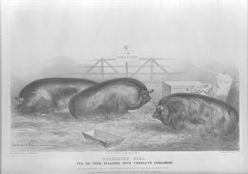 coeurdelhistoire: artekka: God bless 19th century livestock painters of absolute units. 1. James Cla