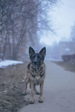 handsomedogs:  Morty Mort | german shepherd