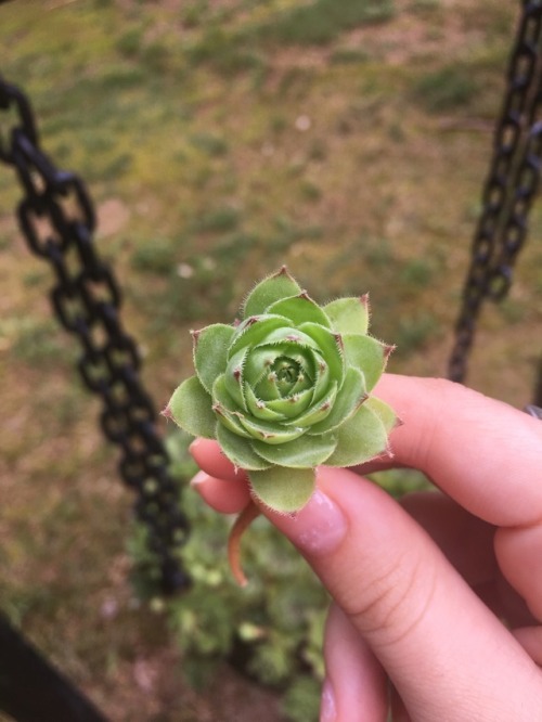 succulent-loving-witch: (6/28/18) Going to root a new guy