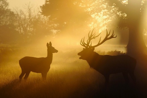 nubbsgalore:  the autumn rut in england’s richmond park, photographed by dan kitwood 