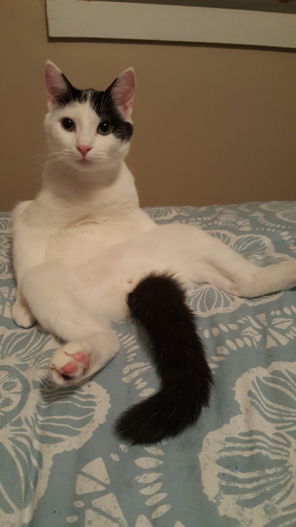 fluffymccree:Happy Caturday. Here’s my cat, Bruce Wayne, sitting and looking like a pancake.