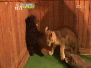 animalgifanime:  http://animalgifanime.tumblr.com/ 