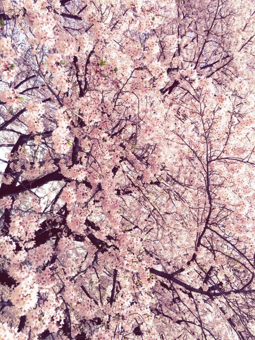 sugiaddict:RT @SUGIZOofficial: 帰国して出迎えてくれたのは満開の桜。愛しいサクラ。もうすぐ散ってしまう・・・。ありがとう。また来年。SGZ t.co/TJ