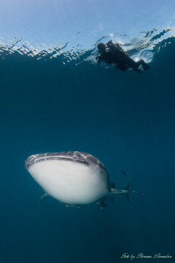 earthandanimals:  Whale Shark Photo by Roman