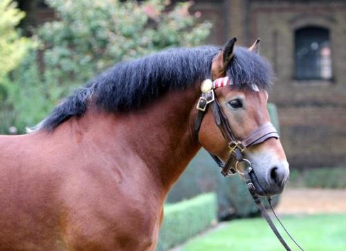 NesquikNewton x HenniRhenish German Coldblood, Stallion15.3hhBorn 2010