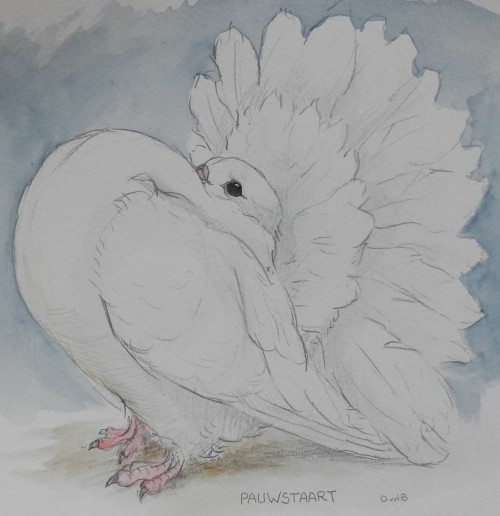 Sketches of Fancy Pigeons by Dick van den Brakel (1959) Pencil/waterc./gouache.