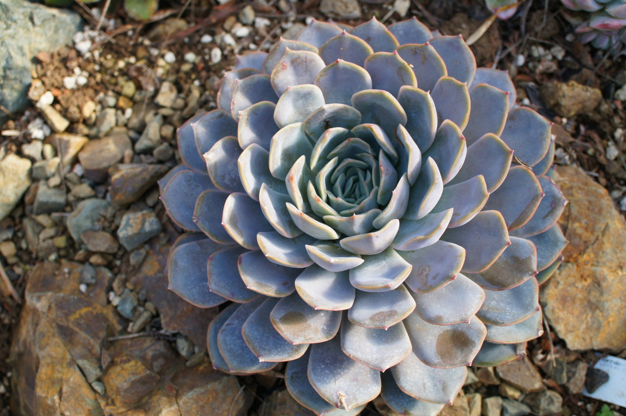 flora-file:  echeveria-tions on a theme (by flora-file) 