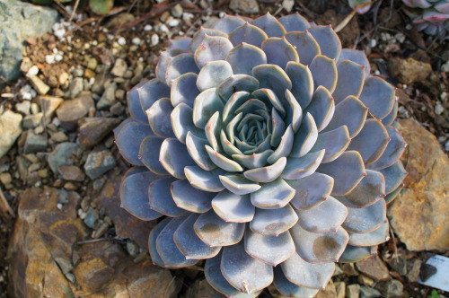 Porn flora-file:  echeveria-tions on a theme (by flora-file) photos