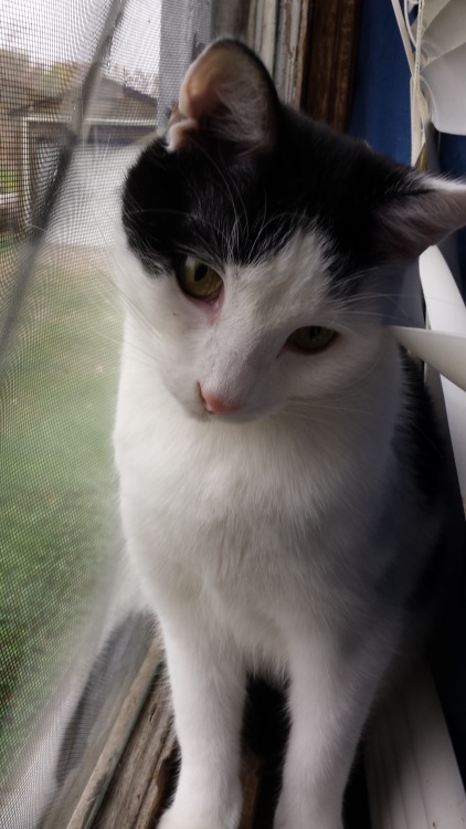 wonderful-world-of-yaoi-shipping: Took a mini photo shoot of my cat. In a window. Look at him pose!!