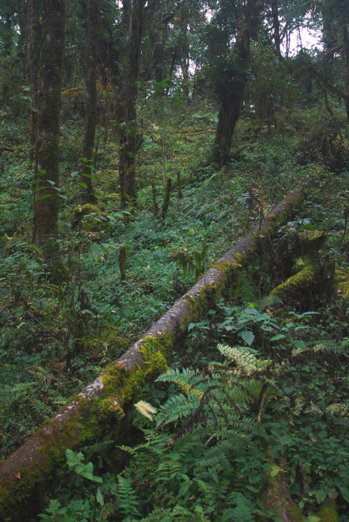 bramphotography:Forest passages