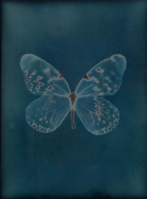 arsvitaest:Adam Fuss (b. 1961), Butterfly, from the series “My Ghost,” daguerreotype