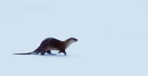 awwsfordays:Slide and wave boys